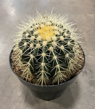 8" Cactus Golden Barrel